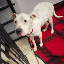 Thumbnail photo of Glimmer #3