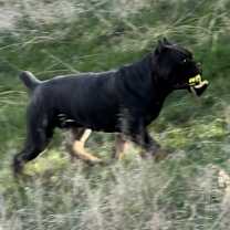 Thumbnail photo of Magnus #3