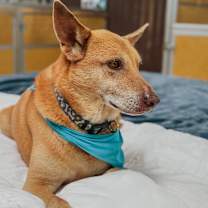 Thumbnail photo of Shiloh #2