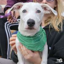 Thumbnail photo of Niko #2