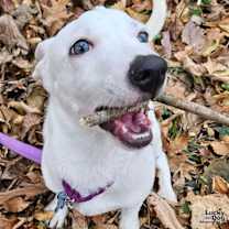 Thumbnail photo of Niko #3