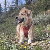 Thumbnail photo of Indie #4