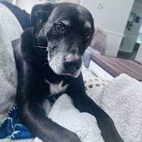 Thumbnail photo of Chaucer #1