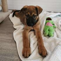 Thumbnail photo of Nala #1