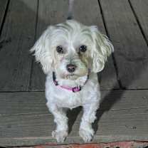 Thumbnail photo of Molly #1