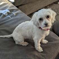 Thumbnail photo of Molly #2