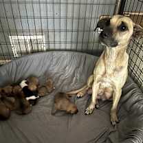 Thumbnail photo of Flannery #2