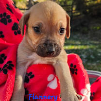 Thumbnail photo of Flannery #3