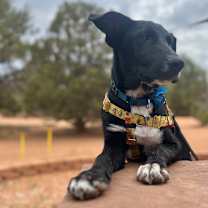 Thumbnail photo of Dobby #4