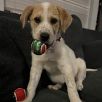 Thumbnail photo of Stella #1