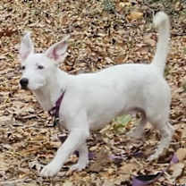 Thumbnail photo of Niko #4