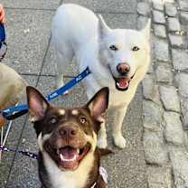 Thumbnail photo of Akuti #3