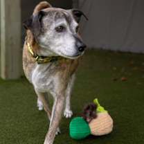 Thumbnail photo of Pygmy #3