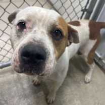 Thumbnail photo of Hey Arnold #3