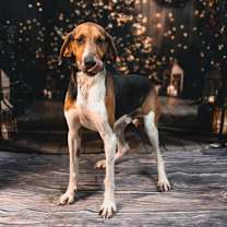 Thumbnail photo of Givens #1