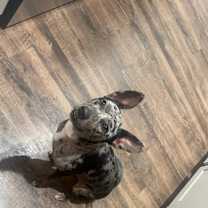 Thumbnail photo of Piper #3