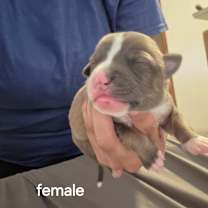 Thumbnail photo of Cari JuM #2