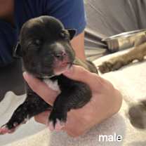 Thumbnail photo of Phred JuM #2