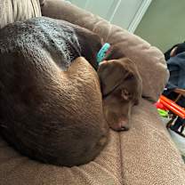 Thumbnail photo of Millie #1