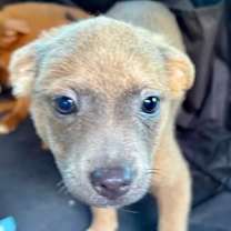 Thumbnail photo of Autumn #2