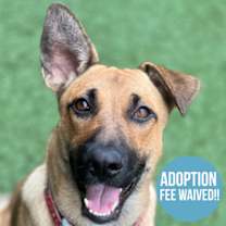 Thumbnail photo of Coffee Toffee #1