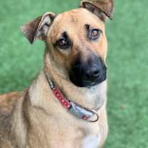 Thumbnail photo of Coffee Toffee #2