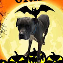 Thumbnail photo of Craig #2