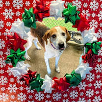 Thumbnail photo of Chap: At shelter #1