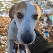 Thumbnail photo of Chap: At shelter #3