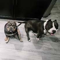 Thumbnail photo of Tink #2