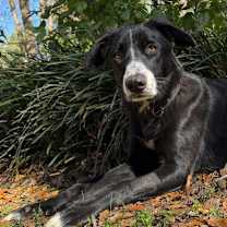 Thumbnail photo of Milly #3