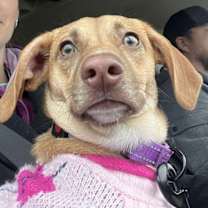 Thumbnail photo of VANESSA #3