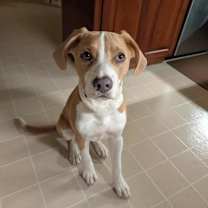 Thumbnail photo of Simon #1