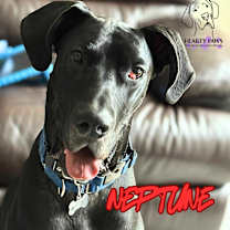 Thumbnail photo of Neptune #1