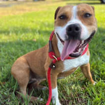 Thumbnail photo of Lulu #1