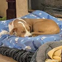 Thumbnail photo of Simon #3