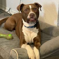 Thumbnail photo of Taco #1