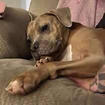 Thumbnail photo of Jarvis #1