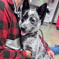 Thumbnail photo of Olive #4