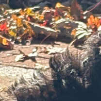 Thumbnail photo of HeyU (PA) LOVES Toys! #2