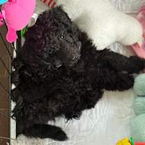 Thumbnail photo of HeyU (PA) LOVES Toys! #3