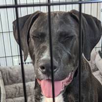 Thumbnail photo of Barkey Bingo Spencer #3