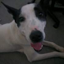 Thumbnail photo of Luna #2