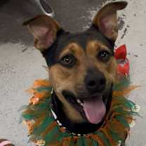 Thumbnail photo of Hazel #2