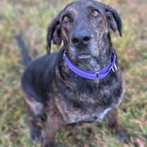 Thumbnail photo of Chili #1