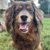 Thumbnail photo of Chester #2