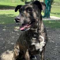 Thumbnail photo of Neiko #2