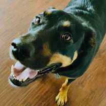 Thumbnail photo of Koa #1