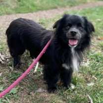 Thumbnail photo of Garnet #2