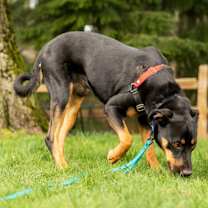 Thumbnail photo of Koa #4